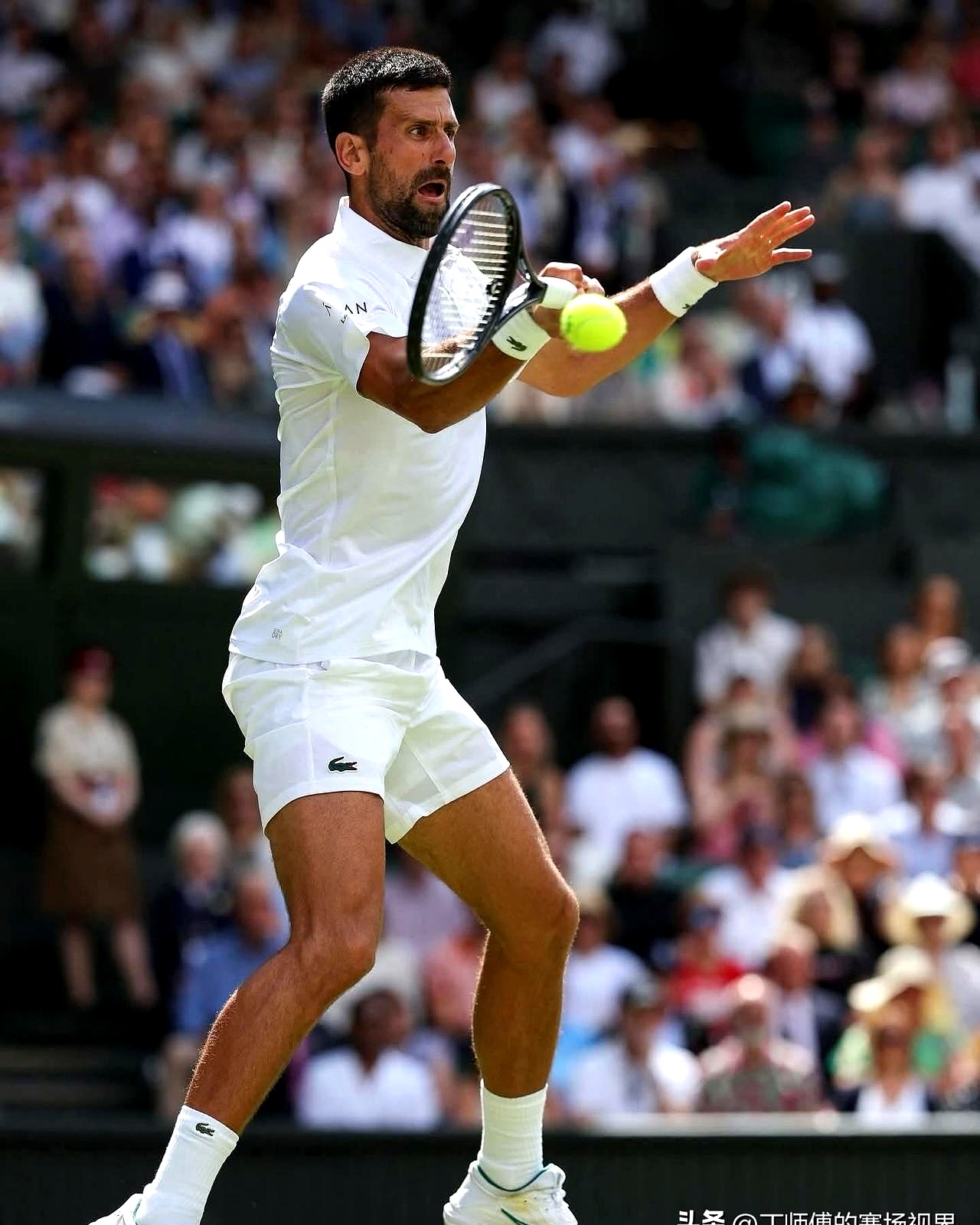 澳大利亚网球队横扫意大利网球队，德约科维奇统治全场的简单介绍